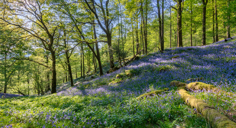 A field of bluebells in a forest